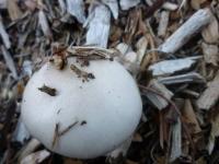 Mushroom 3 project thumbnail