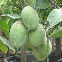Deteksi Mangga project thumbnail