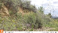 Bird detection project thumbnail