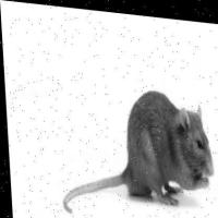 Deteksi Tikus project thumbnail