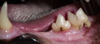 pet_disease_images project thumbnail