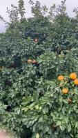 Find oranges 2 project thumbnail