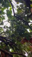 grapefruit project thumbnail