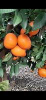 Find fruits 9 project thumbnail
