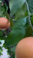 grapefruit 2 project thumbnail