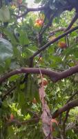 Find fruits 4 project thumbnail