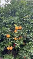 Find fruits 6 project thumbnail