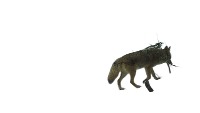 CatIdentification project thumbnail