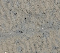 Mud-flats01 project thumbnail