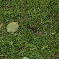 Snails Object Detection Model by Brawl stars