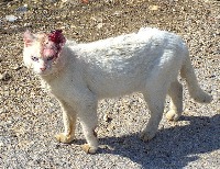 injured dog detector project thumbnail