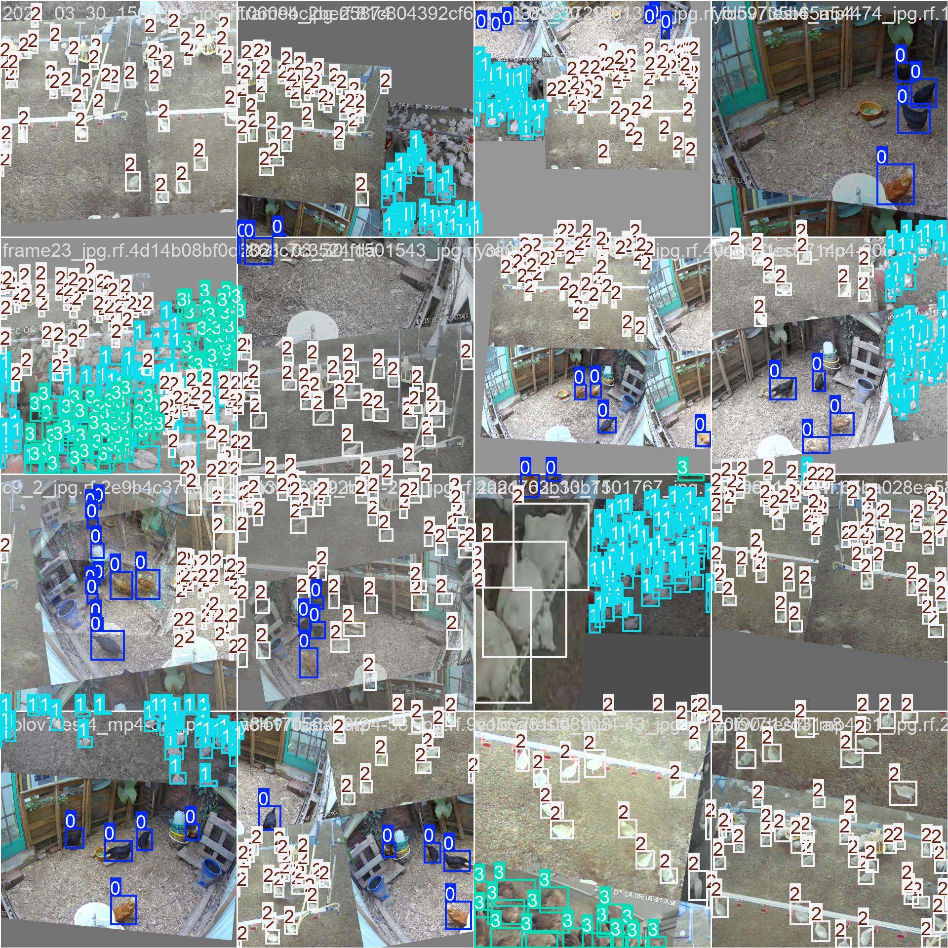 Chicktrack Computer Vision Code chicken Object Detection Model by Track