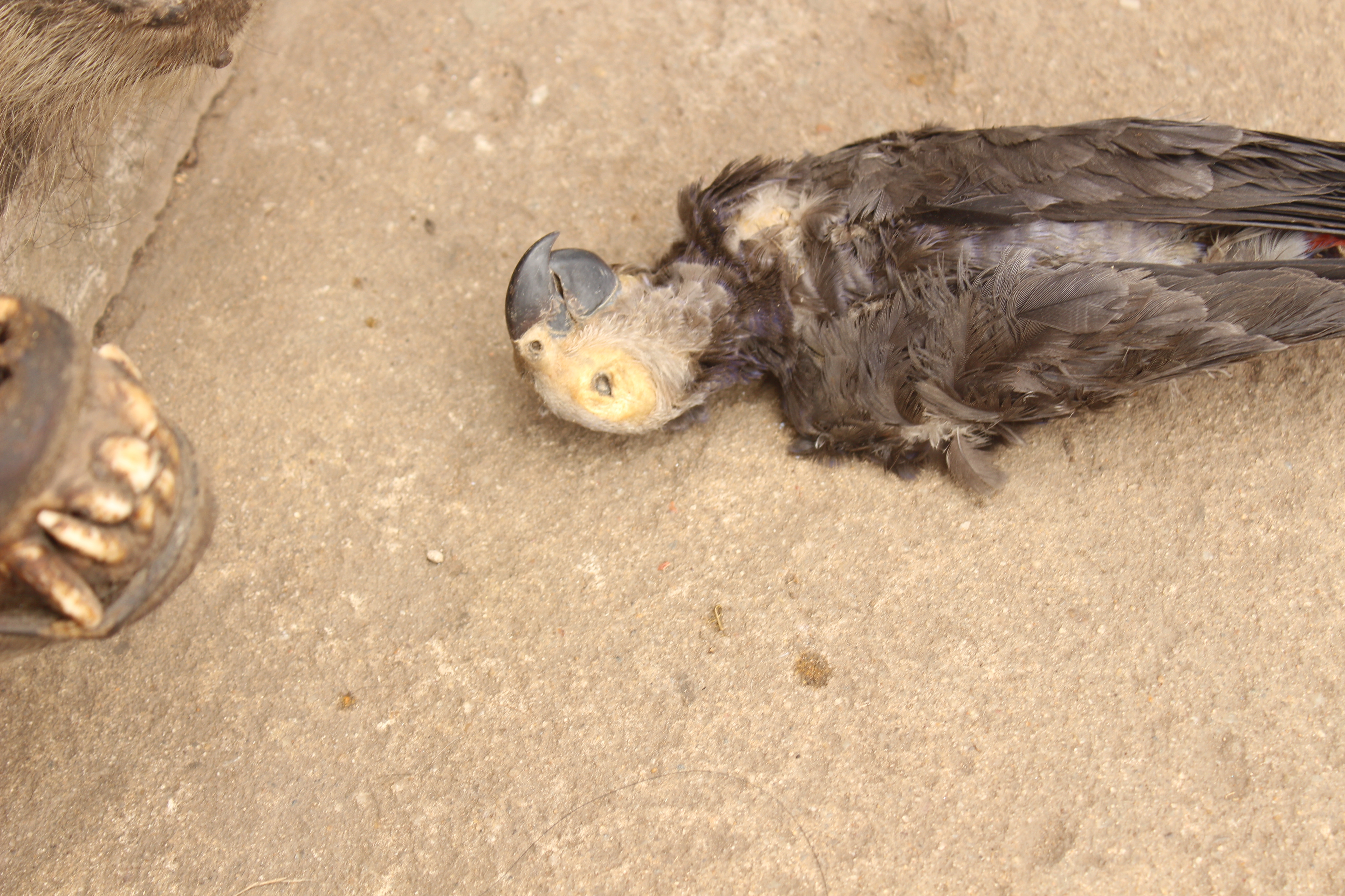 one-class-bird(dead) Object Detection Dataset by bird