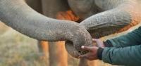Animal project thumbnail