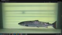 Salmon Segmentation project thumbnail