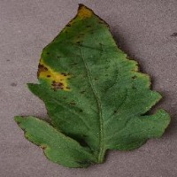 new_plant_diseases project thumbnail