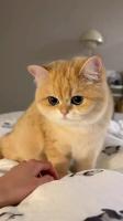 Animal Detection project thumbnail