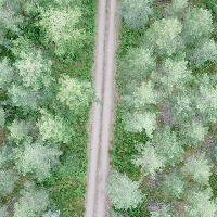Trees project thumbnail