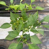 plant  project thumbnail