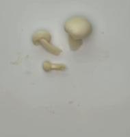 Mushrooms project thumbnail