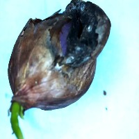 MVI Garlic detection project thumbnail