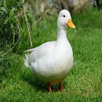 ducks project thumbnail