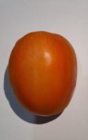Tomate - xanthomonas project thumbnail