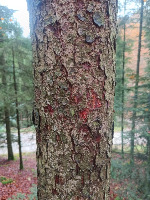 Picea abies by Julian Frey project thumbnail