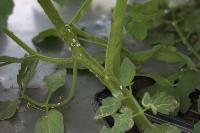 Pests in Tomato Object Detection Dataset by Pest Detection
