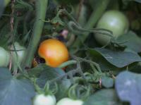 Pests in Tomato Object Detection Dataset by Pest Detection