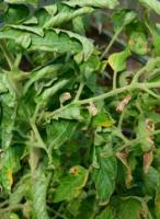 diseases in tomato project thumbnail