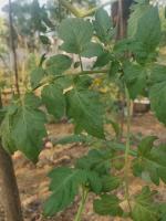 only pests tomato crop project thumbnail