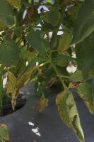 Pests tomato crop project thumbnail