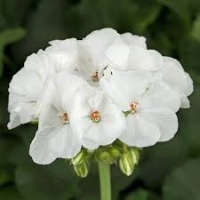 Geranium project thumbnail