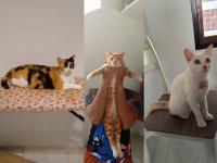kucing project thumbnail