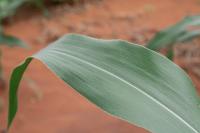Uas Ktv Daun Jagung project thumbnail
