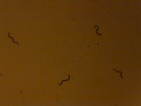 worm-forward-reverse project thumbnail