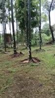areca A project thumbnail