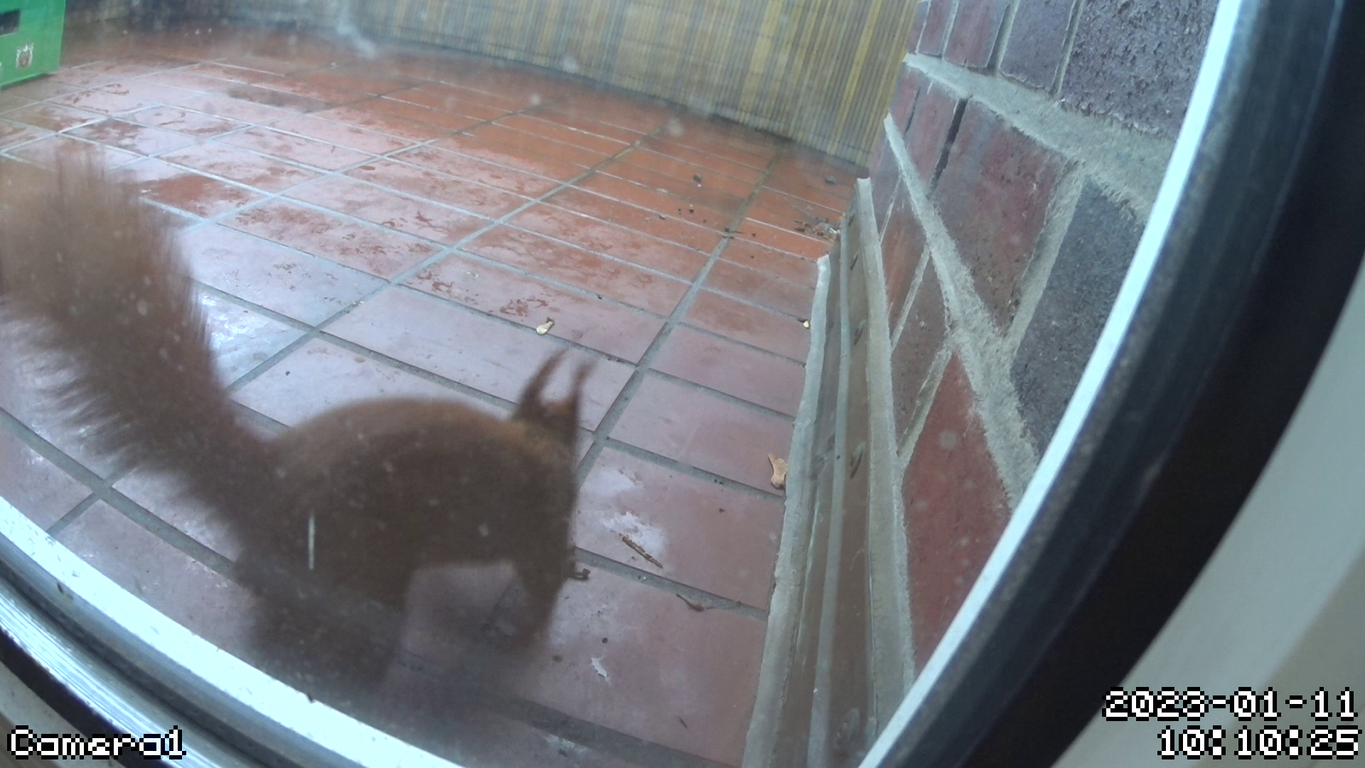 Squirrel Object Detection Dataset by SmartDoorBell