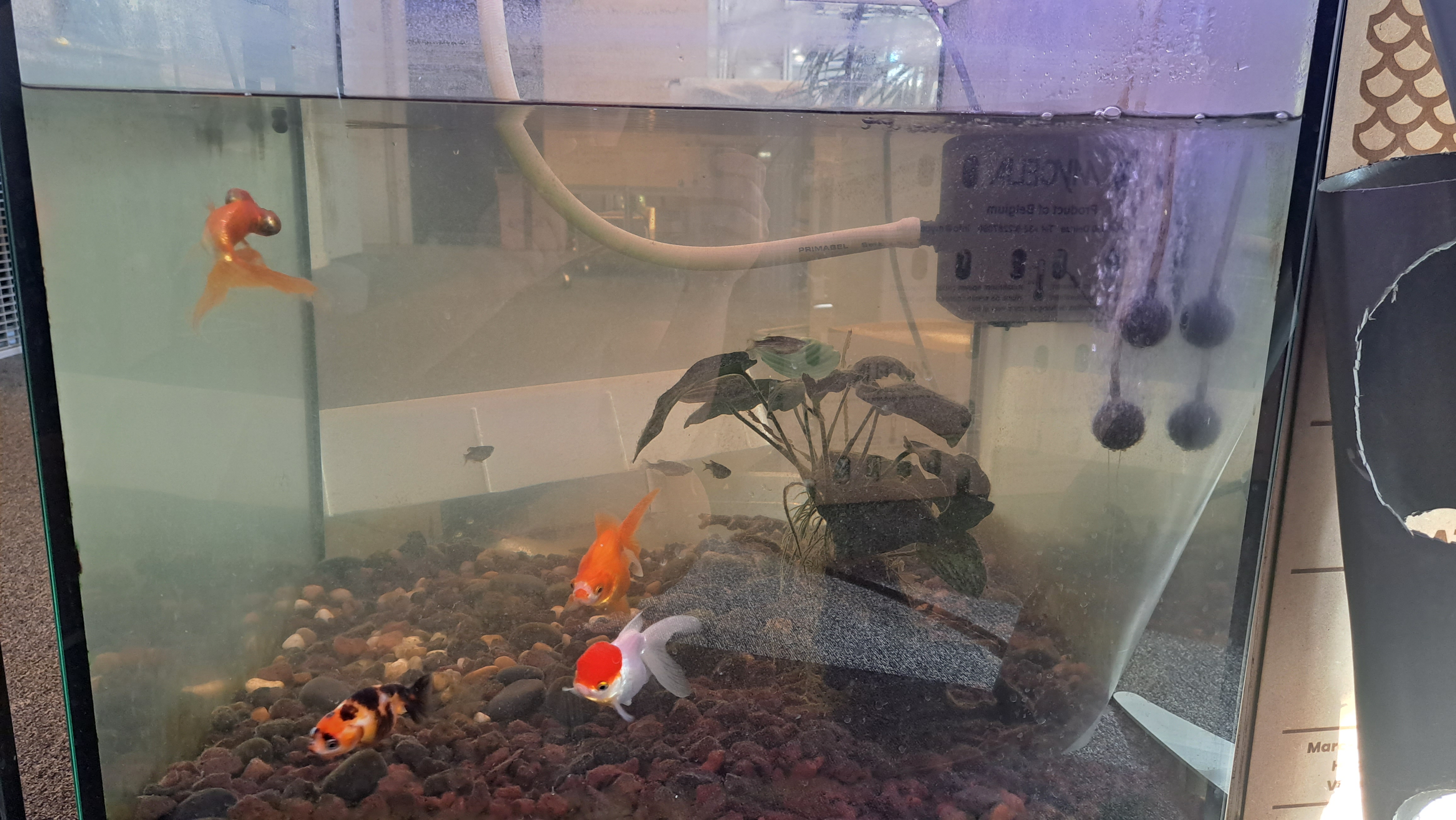 Model Scan Fish fish_detection Object Detection Model by poissons