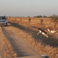 Indian animal species detection project thumbnail