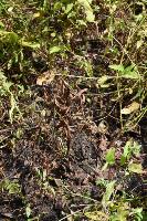 soybean disease detection  project thumbnail
