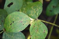 Targeted leaf spot project thumbnail