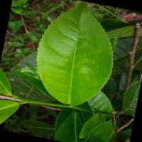 Tea Leaf Detect project thumbnail