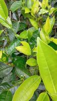 Tea Leave Disease Detection project thumbnail