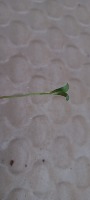 weed project thumbnail
