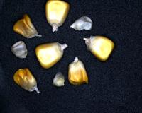 Corn Seed Maturity Database project thumbnail