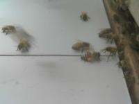 Bienen Seminar project thumbnail