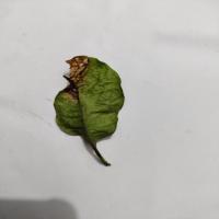 Mango_Leaf_Disease project thumbnail