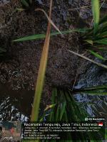 dataset-Jember-Utama project thumbnail
